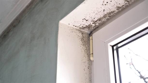 Best Crawl Space Mold Remediation in Hughes Springs, TX