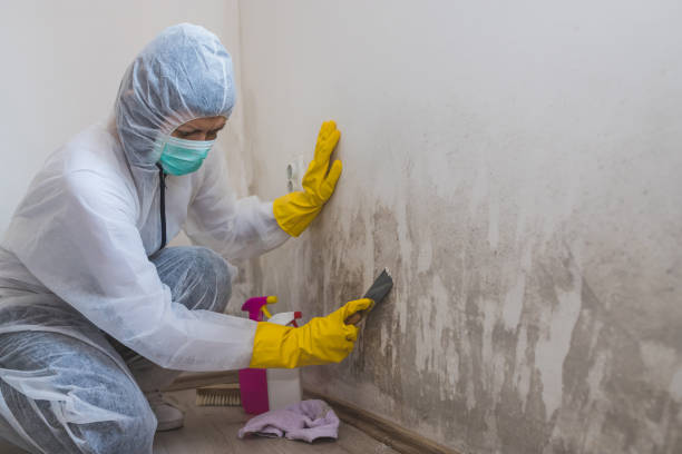 Best Industrial Mold Remediation in Hughes Springs, TX