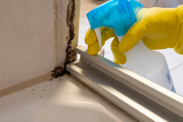 Best Post-Flood Mold Remediation in Hughes Springs, TX