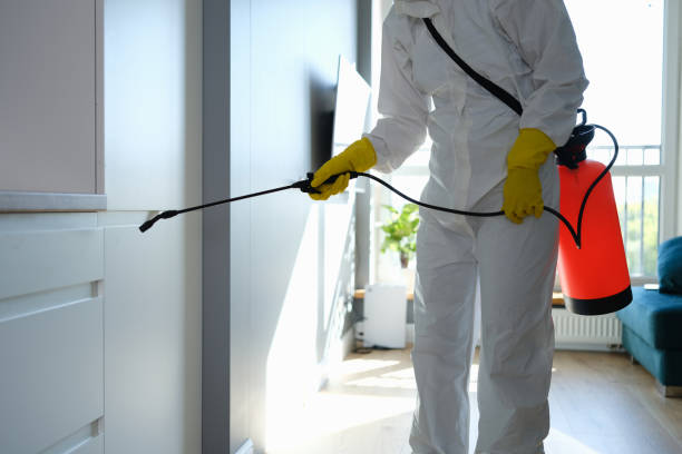 Best Preventive Mold Services in Hughes Springs, TX