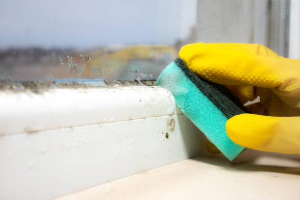 Best Residential Mold Remediation in Hughes Springs, TX