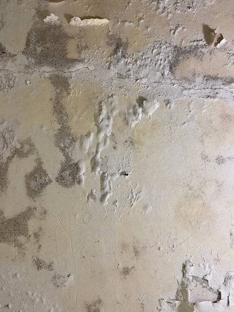 Best Health and Safety Mold Remediation in Hughes Springs, TX