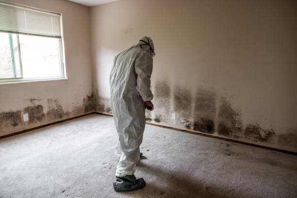 Best Kitchen Mold Remediation in Hughes Springs, TX