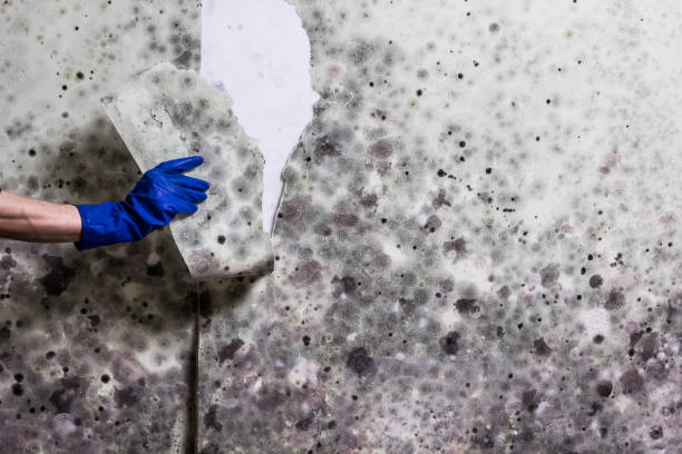 Best Mold Remediation for Schools in Hughes Springs, TX