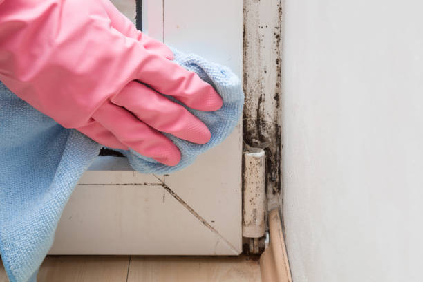 Best Bathroom Mold Remediation in Hughes Springs, TX