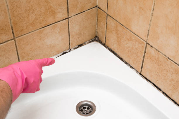 Best Attic Mold Remediation in Hughes Springs, TX