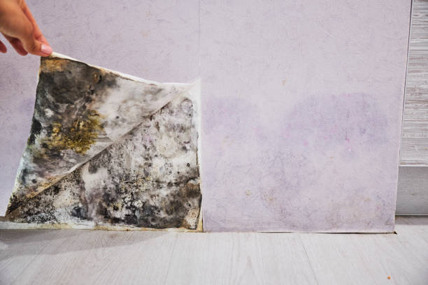 Best Emergency Mold Remediation in Hughes Springs, TX